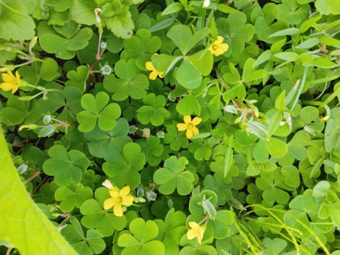 自然栽培の栗1.5キロと食べて美味しい野草3種のセット⭐オマケ付き⭐⭐️⭐️⭐️⭐️