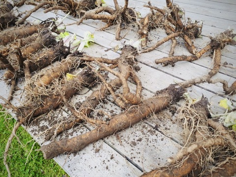 【雪下冬越し】京都美山産 ごぼう 太&細MIX　1kg