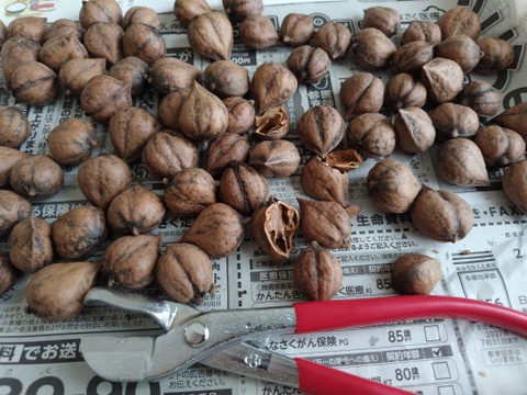 【ネコポスで送料安！】希少な会津産の姫ぐるみ400gと和クルミ割り器のセット。上質で新鮮なオメガ3を割りながら食べる贅沢な時間。