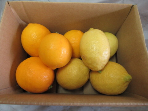 香りと酸味を楽しむ｜マイヤーレモン＆リスボンレモン 食べ比べセット1kg
皮まで使える・静岡県産