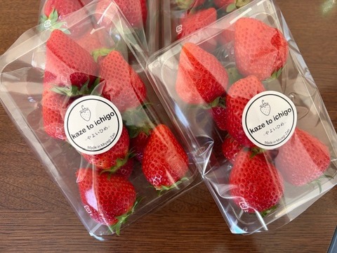 【特Aやよいひめ】宮城蔵王産 いちご 250ｇ×4ｐ