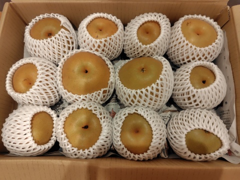 【数量限定 ご家庭用※訳あり※】甘くてまあるい瑞々しさをお届け！！たっぷり豊水５kg程度（10〜16玉）