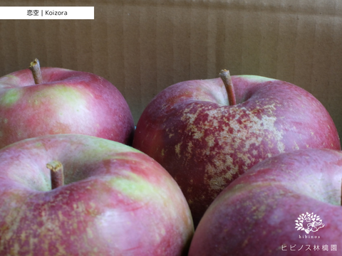 稀少品種｜甘酸っぱい極早生りんご「恋空」｜家庭用・３キロ箱