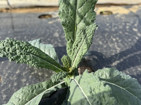 【新鮮！】カーボロネロ　500g 化学肥料不使用　農薬不使用　【冬ギフト】