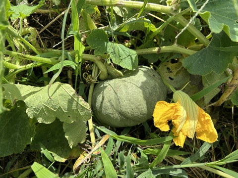 甘い！ホックホク！「栗カボチャ」　約3キロ(2~3個)