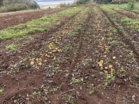 きたあかり5キロ