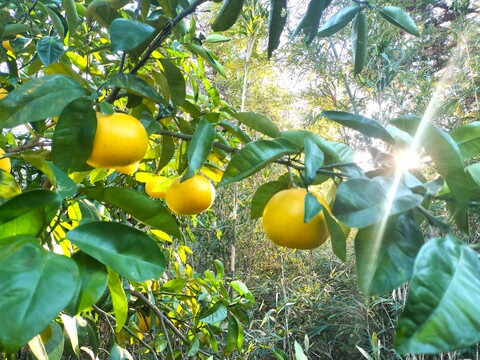 伊豆の朝採りグレープフルーツホワイト 農薬 肥料 除草剤 全て不使用