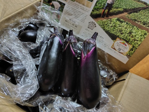 すずなり採れたて千両茄子！3kg