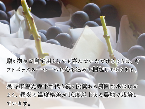 フルーツ盛り合わせ シャインマスカット＆シナノゴールド＆シナノスイート【2024先行予約　長野県産】