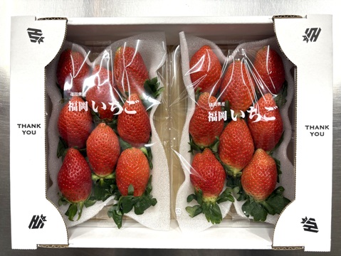 【即日発送】おいCベリー✖️やよいひめ食べ比べ4パックセット