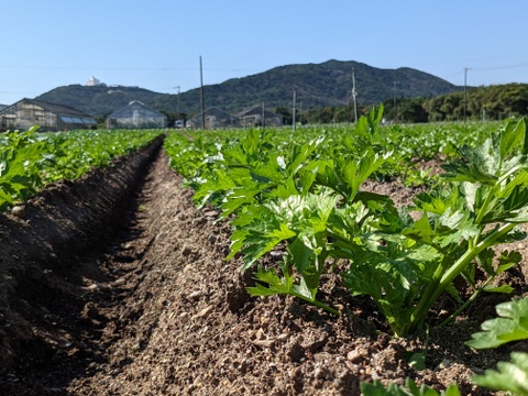 ハマる人続出！あっぱれセロリ(5kg 1株300g以上)