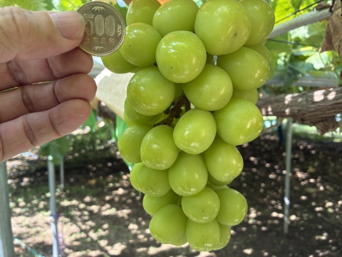 限定1点ﾓﾉ！:特大ビッグサイズ1房800g！☆山梨県産シャインマスカット贈答　ギフト　家庭用にも　予約No.13