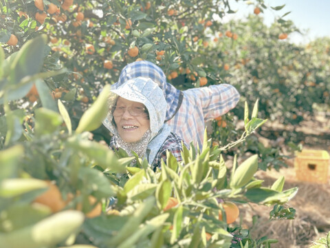 予約割引】極早生みかん《愛媛みかんの老舗》（小玉 家庭用 2kg）【創業百八年】川上みかん：愛媛県産のみかん・柑橘類｜食べチョク｜産地直送(産直)お取り寄せ通販  - 農家・漁師から旬の食材を直送