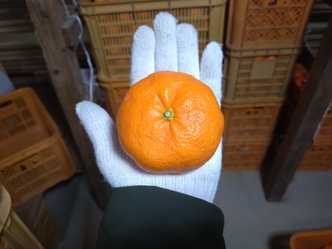 蔵出し貯蔵晩生みかん(3Lサイズ5kg・約30個)