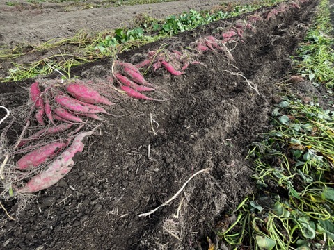 【令和６年新芋🍠】ご家庭サイズ「土佐紅」3kgホクホクさつまいも (S〜Mサイズ)