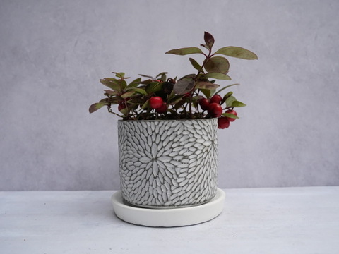 ミニ盆栽【チェッカーベリー × 白花模様陶器】高さ約17cm×横約15cm【夜市限定】