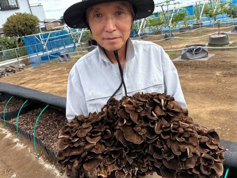原木から育てた舞茸【今だけ！！秋限定】原木栽培
800g　高鮮度保持フィルムで包装