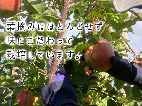 希少品種 蜜入り りんご "おいらせ" 長野県 信州安曇野産 3㎏(6～12玉)贈答用