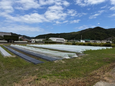 【福袋】カレンダー付：絶品！とくうま秋冬野菜１０〜１２品セット