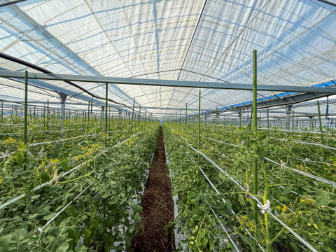 食卓ライフの革命家✨ひとつなぎ畑のミニトマト🍅｜200g×12p【冬ギフト】