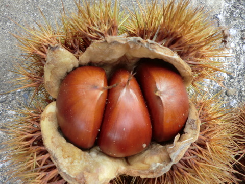 【３品種 食べ比べ 銀寄と筑波と利平 】 甘みを上げた氷温貯蔵 自然栽培栗