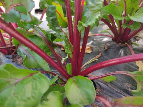 ✨食べるスーパーフード！ビーツ2種食べ比べセット【土付き直送】約3.8kg（葉なし）｜農薬・化成肥料不使用｜✨