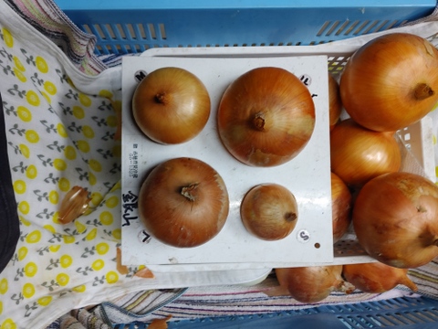 大好評，地層が違う淡路島、ターザン(風袋込み３キロ)