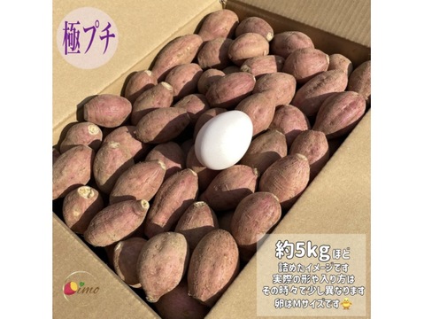 種子島産 安納芋 極プチサイズ 2kg｜甘くて濃厚🍠｜aimo農園直送