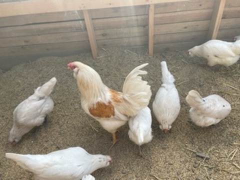 【年末年始謝恩セール】幸せを呼ぶ青い卵【神鶏】アローカナの卵　10個入り+保証2個　平飼い・放し飼い
