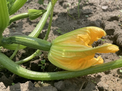 彩り最高な花ズッキーニさん 5房 自家採種【栽培期間中肥料 農薬 たい肥不使用】
