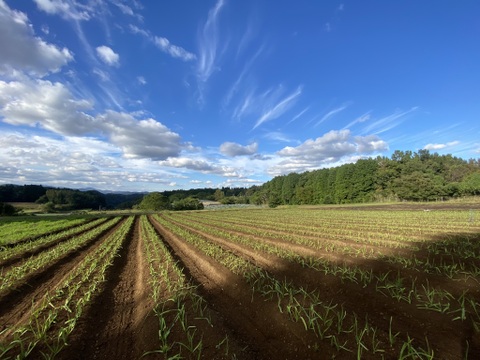 クラフトにんにく｜3㎏｜📍大分県臼杵市