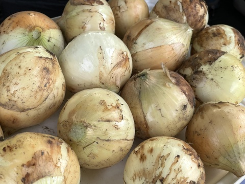 【自然栽培】甘い新たまねぎ 4kg★農薬・肥料不使用｜玉葱｜タマネギ
