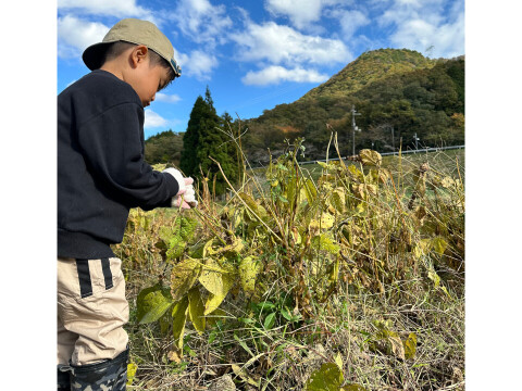 丹波篠山 黒豆 500g 丹波篠山産 丹波黒豆2L 丹波黒お正月 おせち料理 煮豆レシピ付き 令和6年産