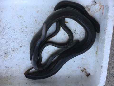 天然ウナギ　４尾/計７００ℊ（特大１/小3）開いてお届け