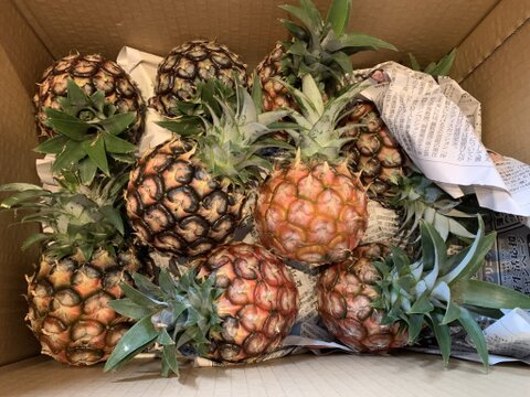 石垣島産ピーチパイン規格外サイズ18玉入り