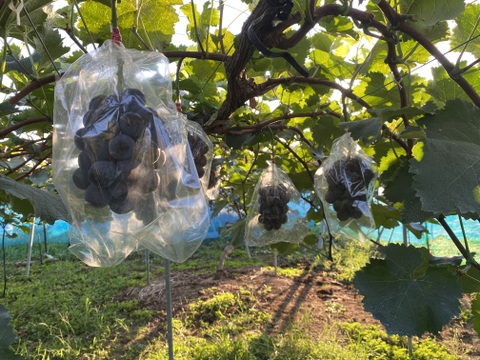 夏ギフト　エメラルドな輝き『シャインマスカット』&黒い葡萄『ナガノパープル』まるごと食べられるぶどう2房箱（一房約500g）