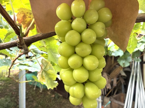 限定1点ﾓﾉ！:特大ビッグサイズ1房700g！☆山梨県産シャインマスカット贈答　ギフト　家庭用にも　予約No.17