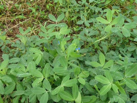 【期間限定】掘り立て 生落花生２５０g　５００円