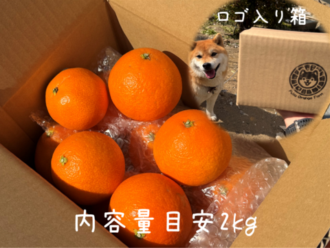 【ぷるん、とろり】完熟ハウス 福まどんな《ご家庭用 2kg》｜サイズ混合｜愛媛・西宇和産