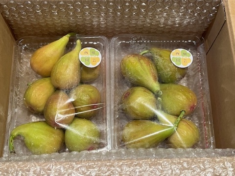 バナーネ　白いちじく　露地栽培　化学肥料農薬不使用　予約販売　順次配送