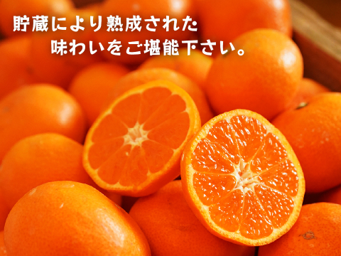 蔵出しみかん晩生5kg｜日本農業遺産認定の和歌山県海南市下津町の特産品