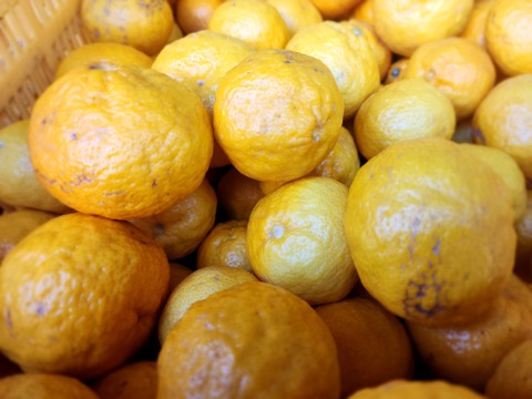 箱込約1㌔　媛小春　リピート率高い　黄色いけど酸味のない春を告げる味