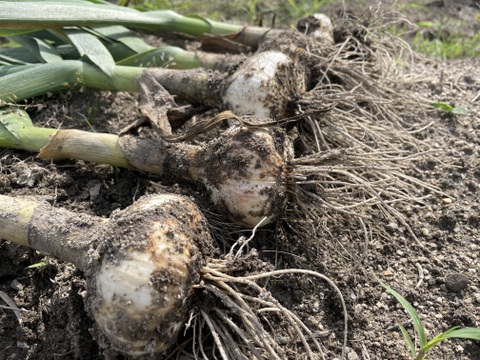 農薬・化学肥料栽培中不使用！栄養満点の新ニンニク1kg