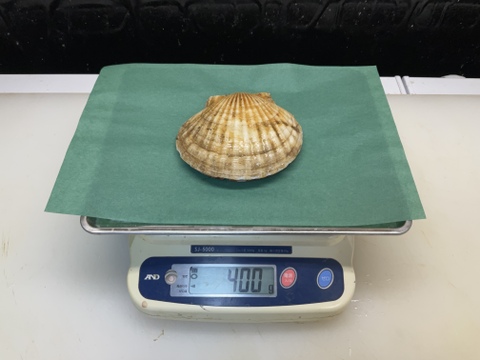 【特大のその上】活ホタテ/殻付き/1個400~500g前後/4枚セット【生】