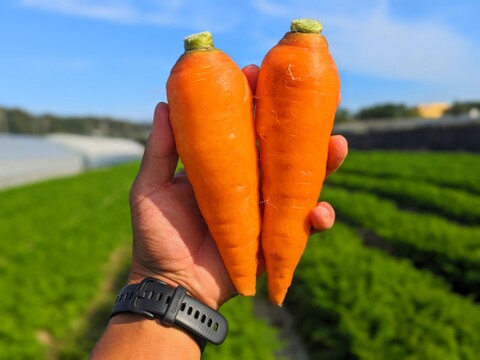 【とびっきりの甘熟野菜！】からだにやさしい野菜と新米セット