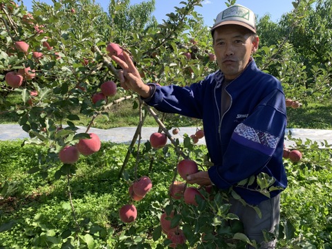 紅のような色の着色系ふじ　訳あり品　家庭用 10kg