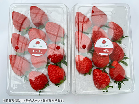 4パック｜甘味とコクのバランス良し！鮮やかな赤色いちごのよつぼし 合計1kg！