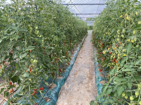 超濃厚！甘い、うまい、とまらない。完熟ミニトマト「しずくの果」・北海道産(3kg)