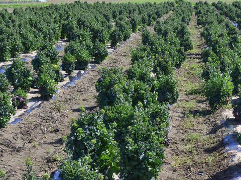 【有機栽培 JAS認証】プチヴェール菜の花 600g＋【機能性表示食品】ソフトケールGABA（500g）（静岡県磐田市産）