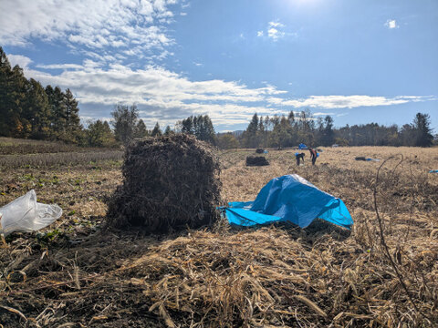 北海道ニセコ　自然栽培　天穀黒豆330gｘ2袋　ジッパー付真空パックでお届け　2025年産